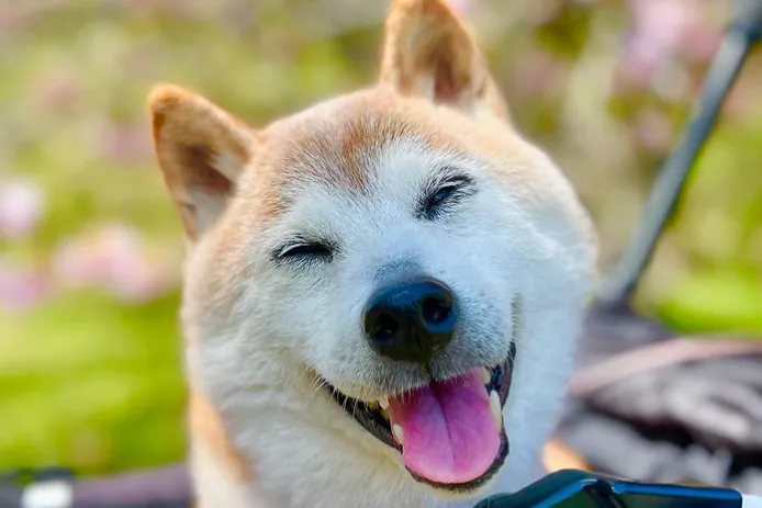 Farewell to an Internet Icon: Kabosu, the Beloved 'Doge' Meme Dog, Passes Away at 18